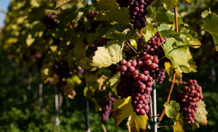 Winnica_Michlewicz_zdj_glowne